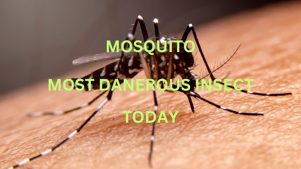 The Dangerous Mosquito