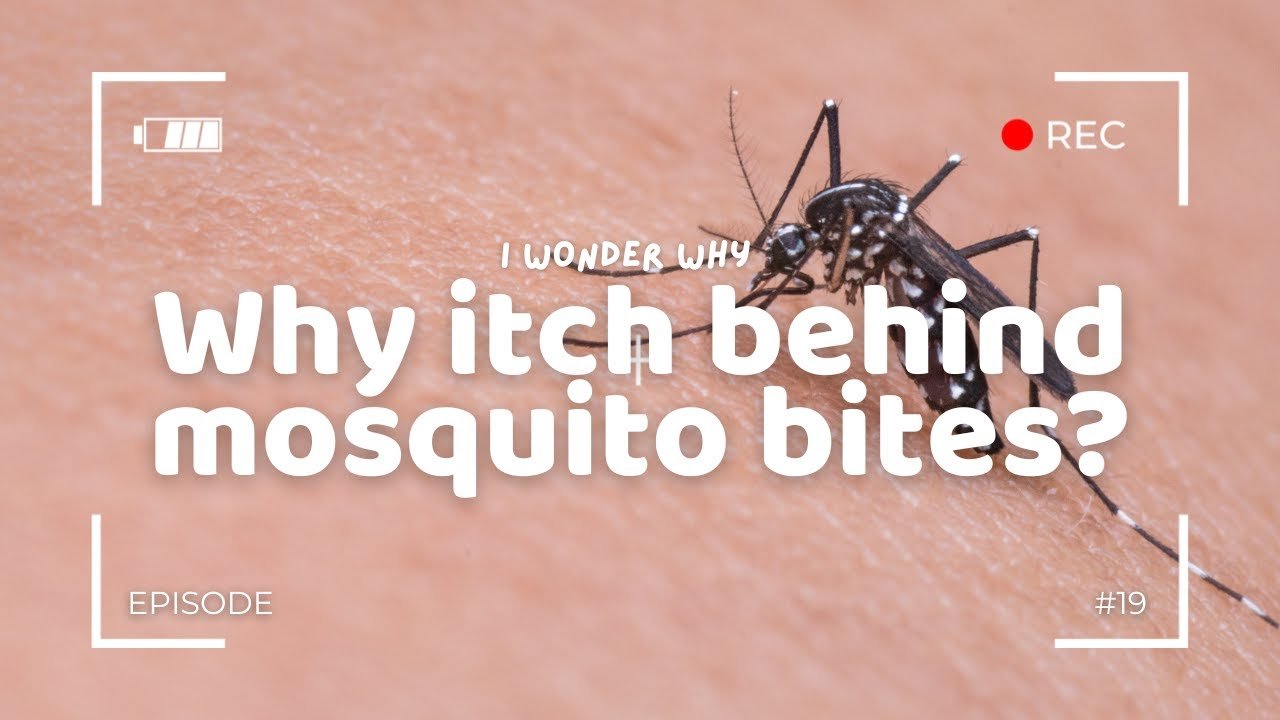 Why Itch Behind Mosquito Bites?